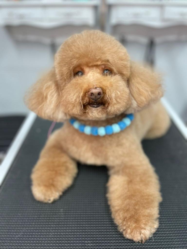 Caniche marrón tras peluquería canina en Chamberí Madrid — Interzoo Viriato