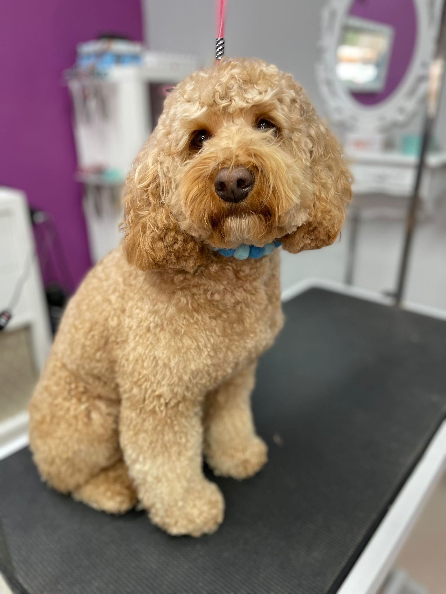 Cockapoo rizado en peluquería canina Chamberí Madrid — Interzoo Viriato