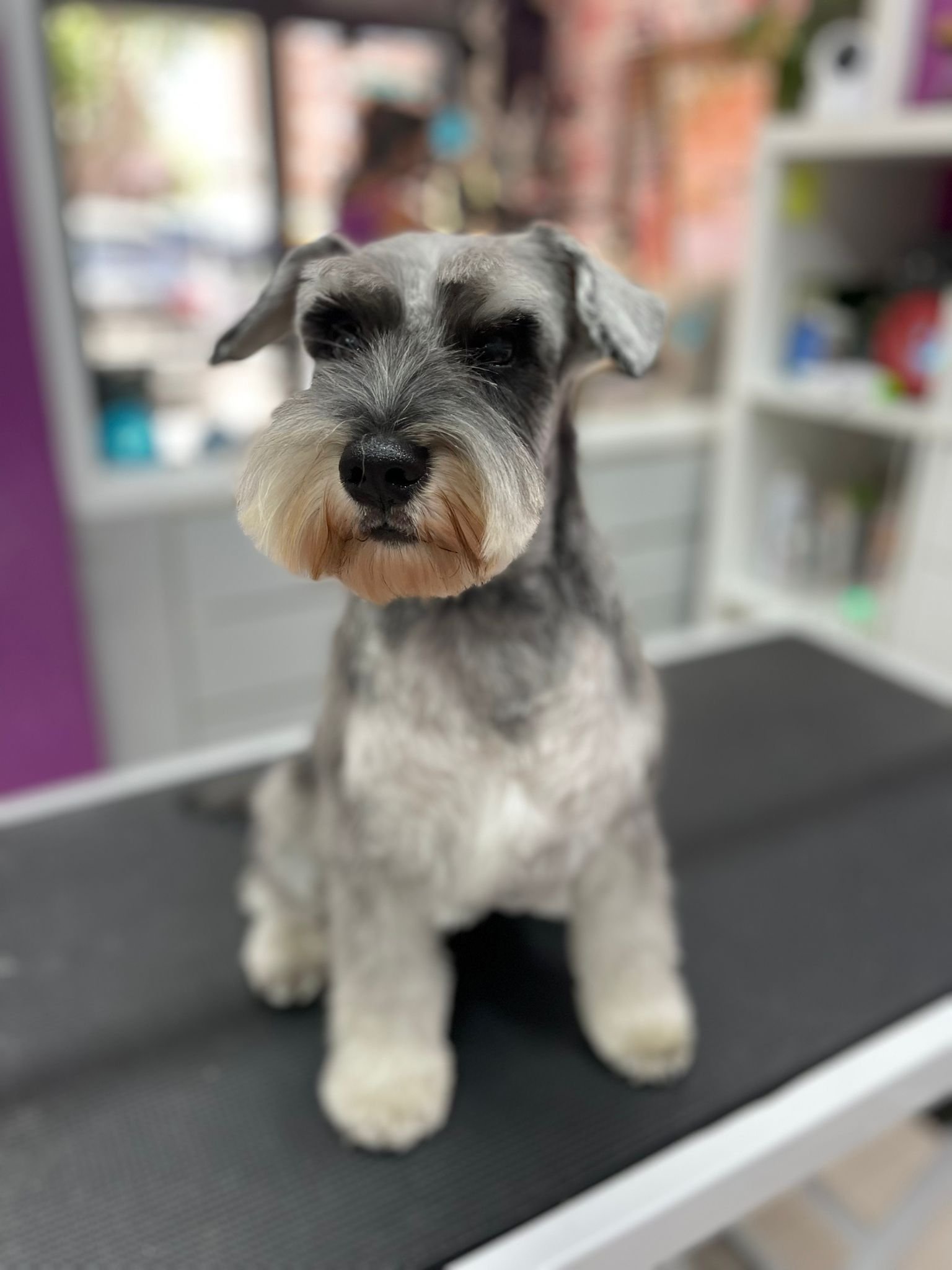 Schnauzer miniatura tras stripping en Chamberí Madrid — Interzoo Viriato