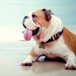 verano-y-golpes-de-calor-mascotas-perros-blog-interzooviriato