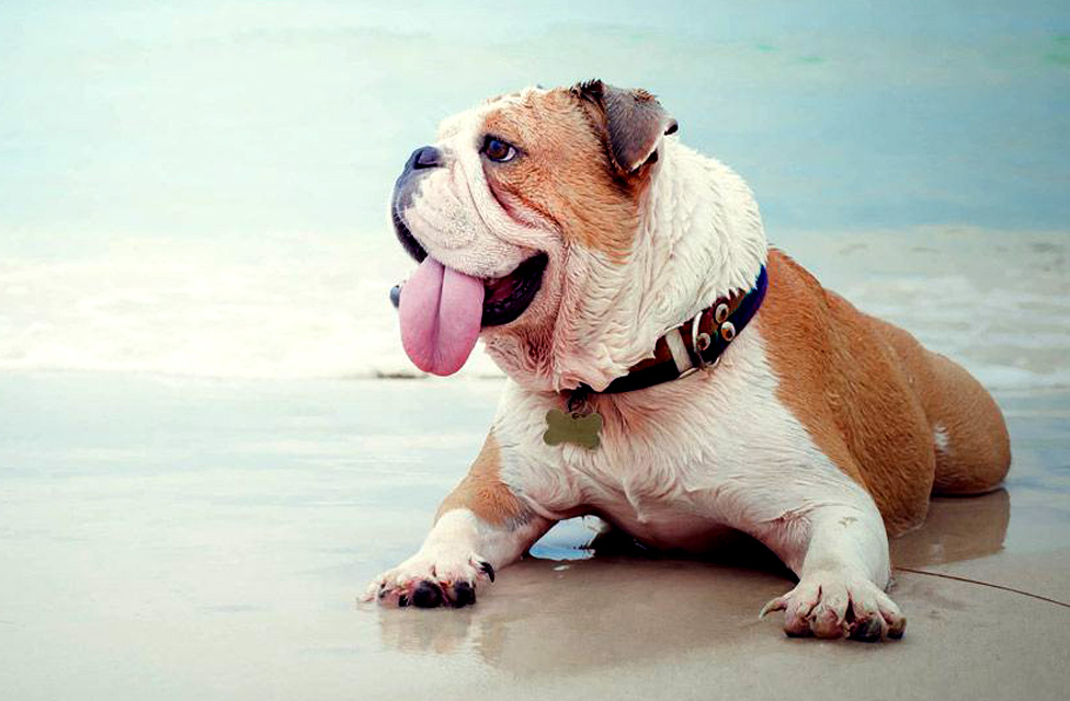 verano-y-golpes-de-calor-mascotas-perros-blog-interzooviriato